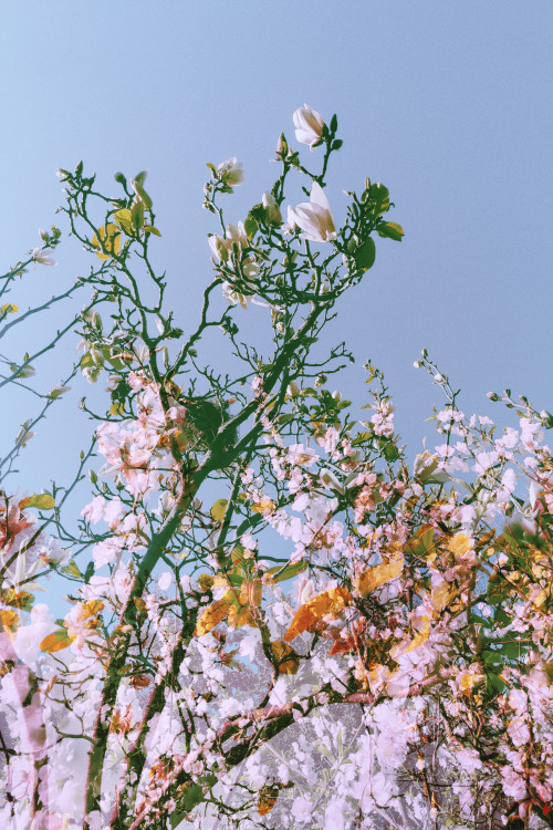 sky blossomsinstagram - twitter 