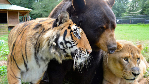 awesome-picz:    Bear, Lion And Tiger Brothers Haven’t Left Each Other’s Side For 15 Years.