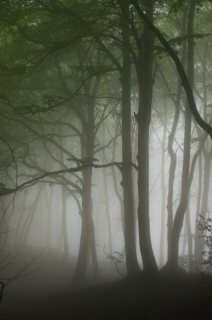 libutron:Forest above Lescun | ©Colin Riggs  (Pyrenees, Lescun, Aquitaine, France)