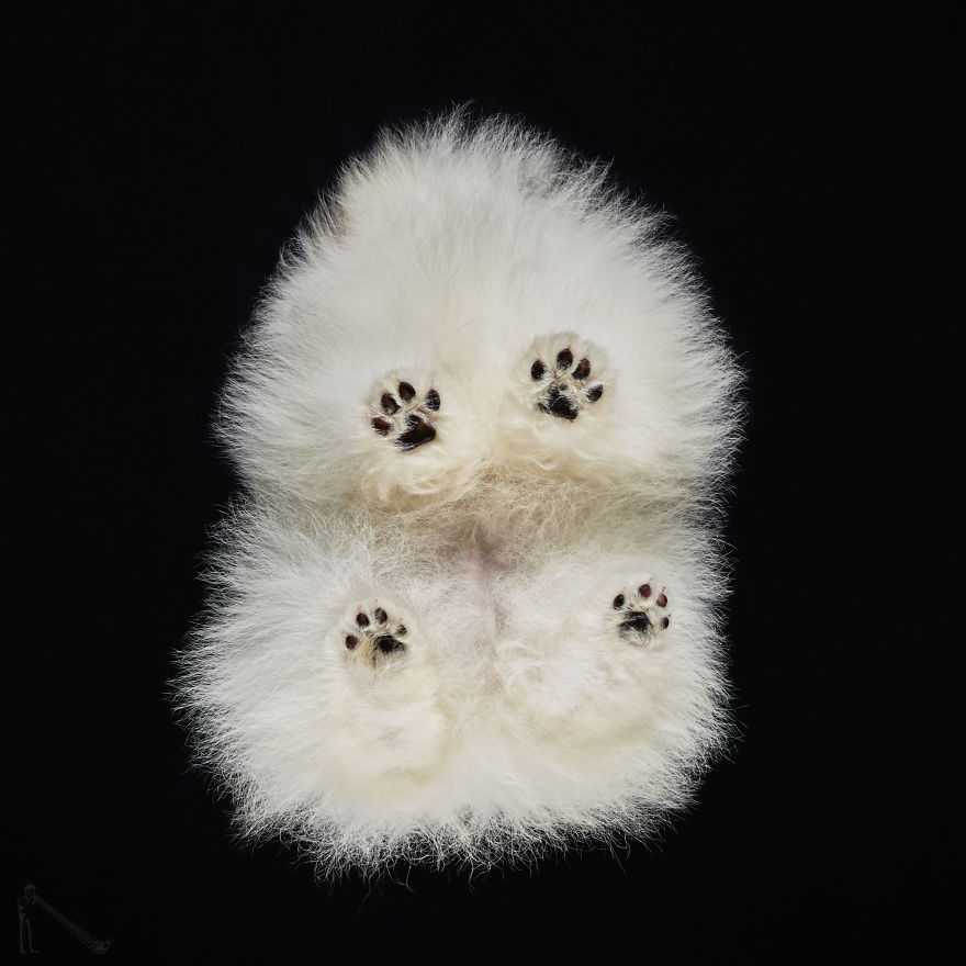 transvegetarian:  culturenlifestyle: Photographer Captures the Underbelly of Dogs