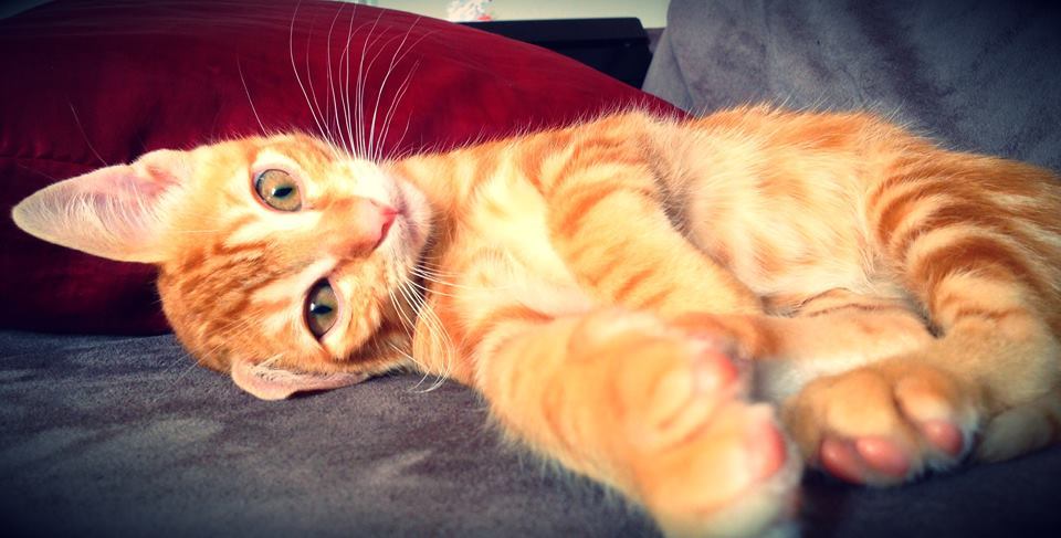 catsbeaversandducks:  His name’s Ed and he’s SO CUTE! Photos by ©Ed 