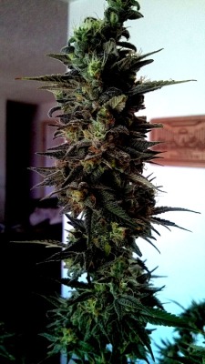 Into A Stoner's Mind!