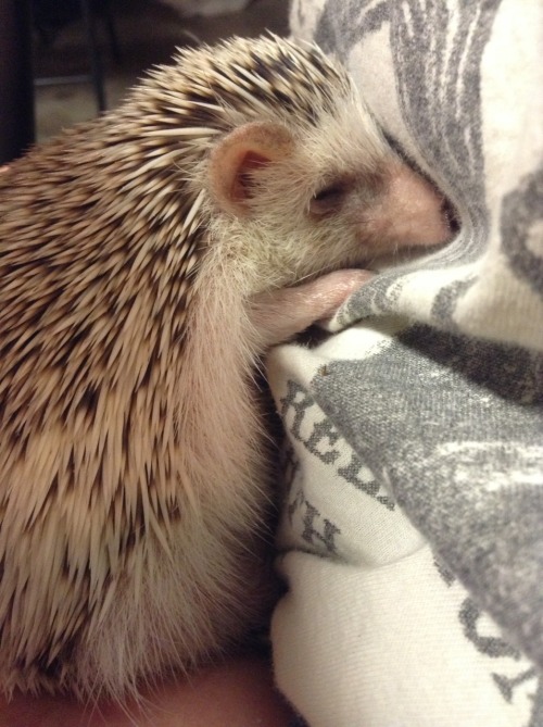 Sex My hedgie , his name is chronic, loves to pictures