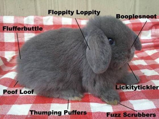 michellecw: sixpenceee:  Anatomy of a bun bun    I can’t figure out my favorite