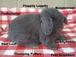 sixpenceee:   Anatomy of a bun bun  