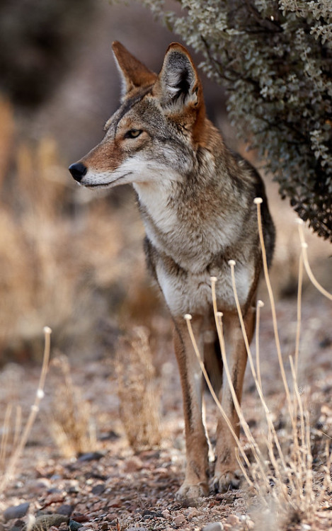 wilkpreriowy: Coyote (Canis latrans)Carefree, Arizona, United Statesby Henry