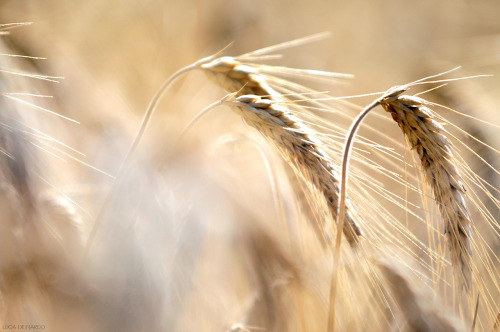 Wheat field