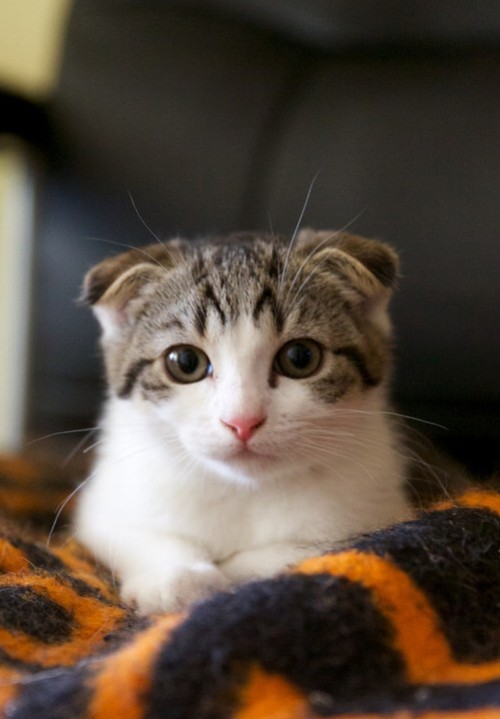 Calypso at 12 weeks (via Photography by Cat)