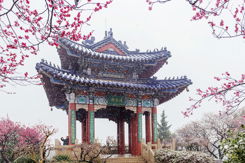 mingsonjia:  Plum Blossom Hill (Meihua Shan), Nanjing by 阳光心情 