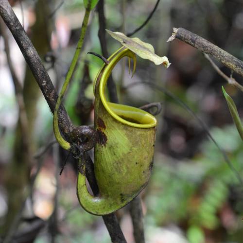 Nepenthes Bicalcarata #carnivorousplants #sabah #malaysia #borneo #nepenthes #rafflesiana #pitcherp