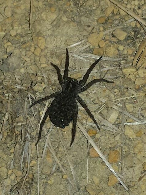 adorablespiders:  Found this beauty during a baseball game. (I live in central Illinois