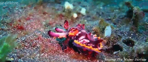 Flamboyant Cuttlefish By  Beyond The Water Surface 