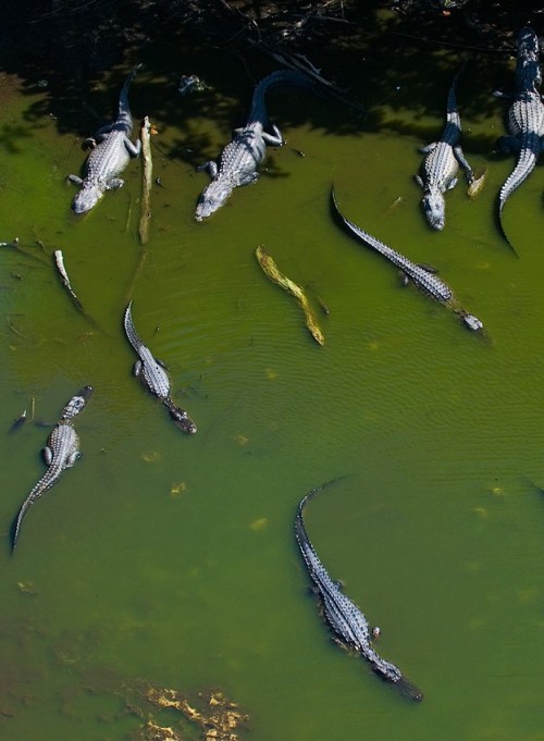 funkysafari:  Alligators of Everglades, Homestead, FL by Jerry Ting 