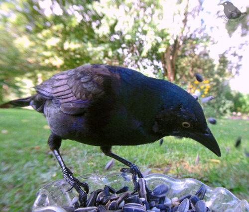 ostdrossel:1, 2, 3, 4.The Grackles will be leaving soon too. I am going to miss their silly faces.