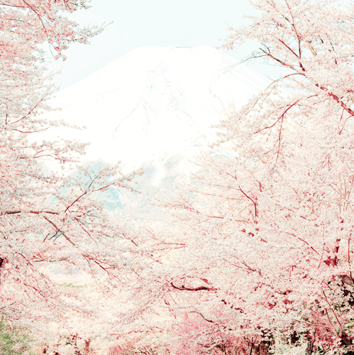milkpeu:Spring in Oshino (by Yuga Kurita)