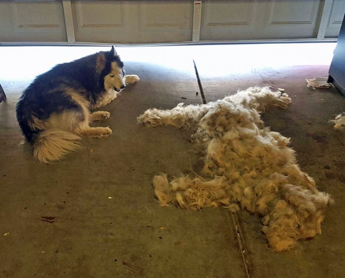tastefullyoffensive:  Brush a husky, get one free. (photo by innominatemasticator)