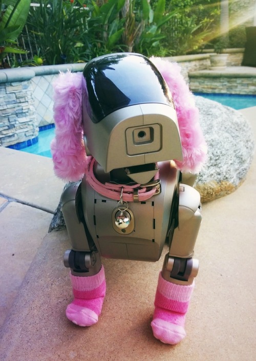 robot-dogs:francis enjoying a day by the pool ☀️