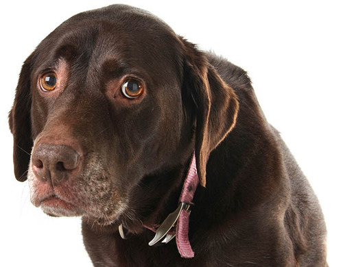 Mygassi Blog Jeder Hund Braucht Selbstbewusstsein