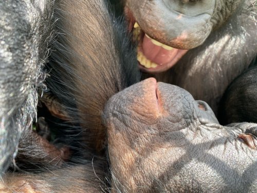 toonimal: Ape Cognition and Conservation Initiative (@ApeInitiative):  Two best friends in a room! 