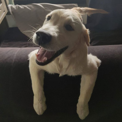 kedi isimleri