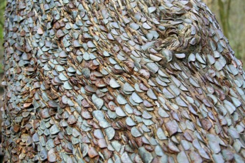 odditiesoflife:Mysterious Coin-Covered Wishing TreesThe strange phenomenon of gnarled old trees with