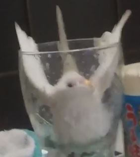 disgustinganimals: the-ace-of-hearts:  weaux:  sushinfood: that’ll learn ya  she was just thirsty :(  I HAVE MADE A MISTAKE  i feel most bad for the water 