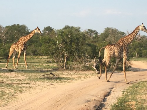 todancewithkings: Giraffe