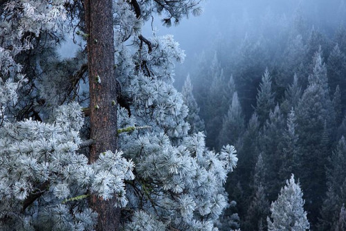 Hoar frost by toseeg on Flickr.