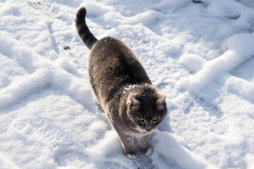 onuen:Petit Chat of the Day : playing in the snow!
