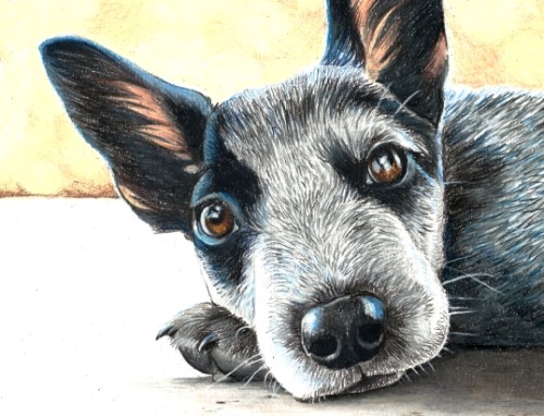 blue heeler