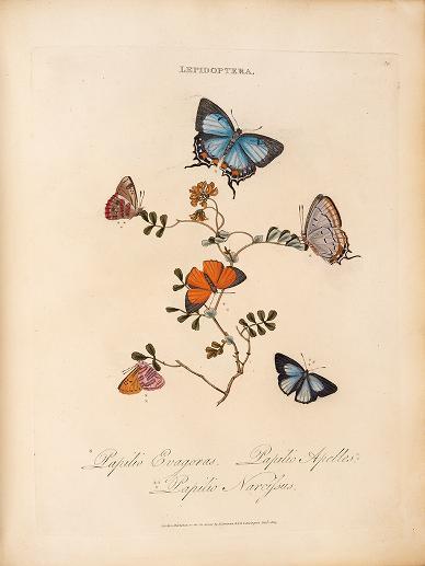 heaveninawildflower:More illustrations of Lepidoptera taken from ‘An epitome of the natural history 