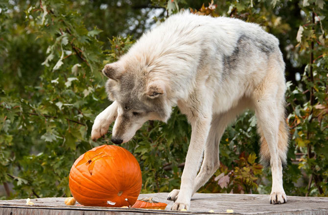 hey-there-little-red-riding-hood:  Happy Halloween!