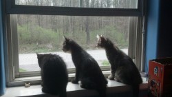 Just kittens in my window. :)