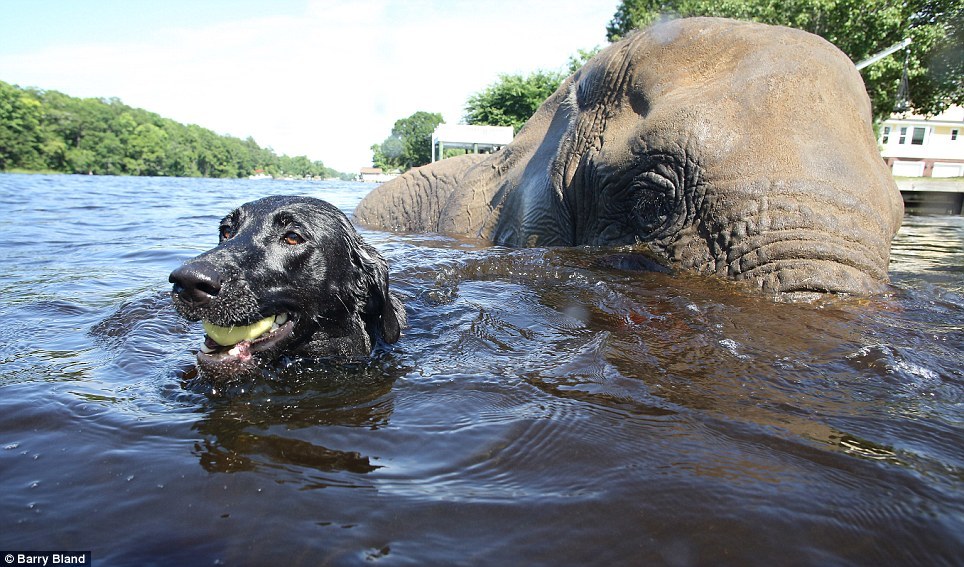 phototoartguy:  Just point your trunk to where you threw my ball… Charming pictures