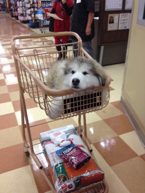 XXX thecutestofthecute:  Alaskan Malamute appreciation photo