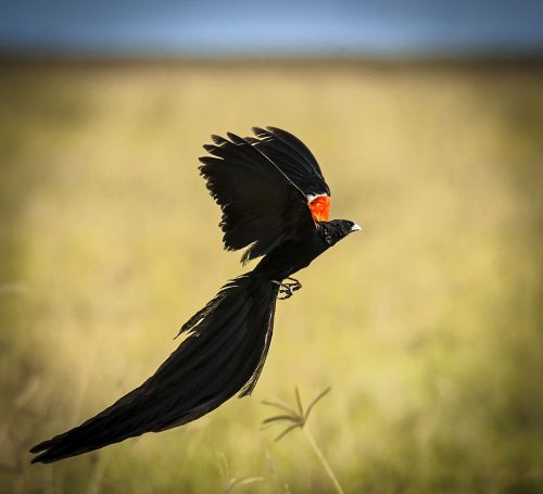 iluvsouthernafrica:  The Long-tailed Widowbird: The Long-tailed Widowbird is found in Angola, Botswana, the Democratic Republic of the Congo, Kenya, Lesotho, South Africa, Swaziland and Zambia.  The first time I saw this bird was in book when I was a
