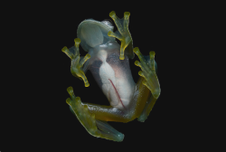 asylum-art:  Glass Frogs - The See-through Frogs The glass frog is one of those bizarre and fascinating creatures in this world. Upon looking down at this amphibian, the first thing you might notice is its soft lime-green color. But if you were to turn