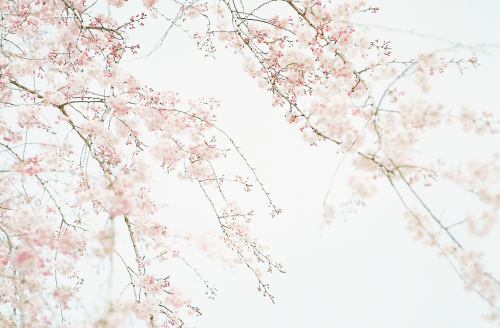 XXX hanmii:sakura by turquoiseacco photo