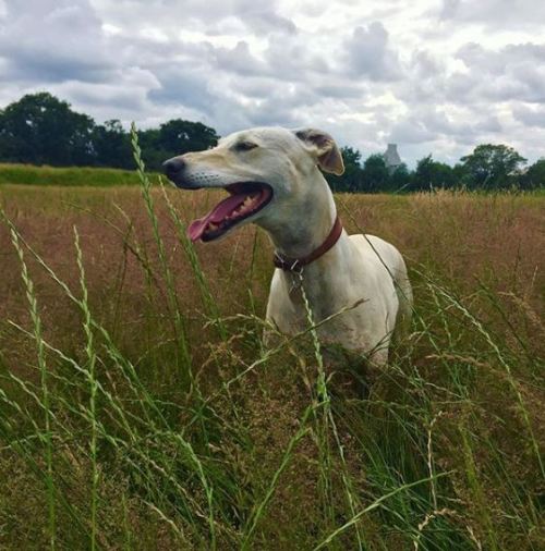 furiouscuddles: This is my dog, Echo. We adopted her in February after she was found as a stray on t