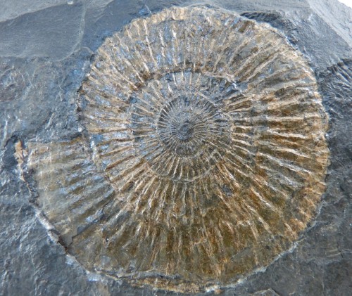 rockon-ro: AMMONITE (Dactylioceras Commune) from the Lower Jurassic (172 million years ago) of Bay