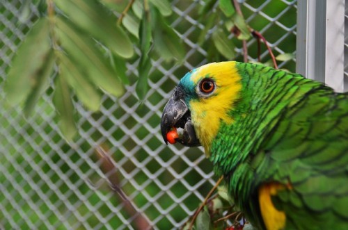 jungle boy eating rowan berry