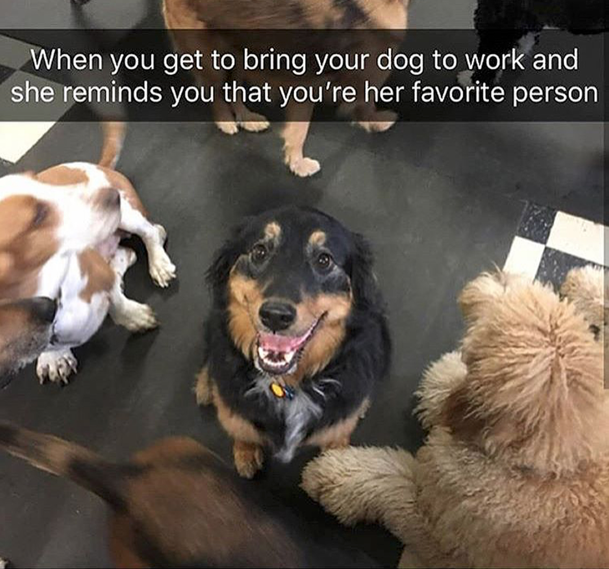 babyanimalgifs:  Animal snaps