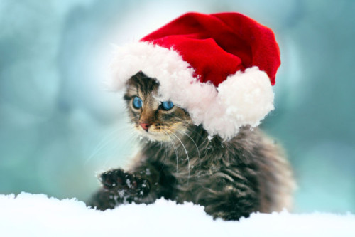 oubliette-maelstrom:Remember a pet is for life not just for Christmas