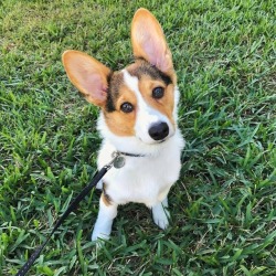 dog-rates:  This is a baby corgi with some