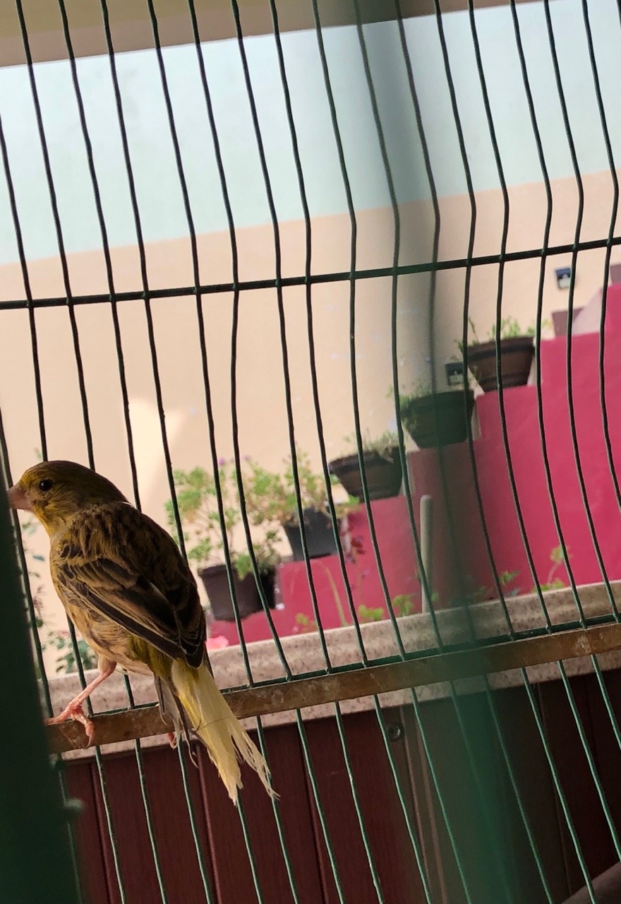 Las aves que crecen en jaulas creen que volar es una enfermedad. 