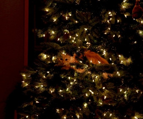 picturetakingguy:Happy Saturday….Christmas Tree or Holiday Climbing Tree?  I think I kno