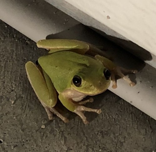 Frogcore
