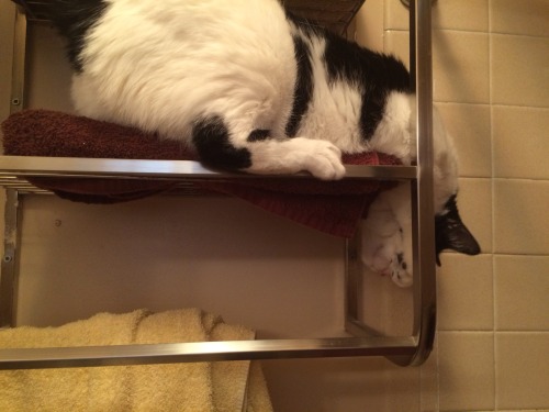 Here are a series of photos from a time when my mom let me sit on the towel rack. I like being the t