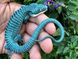 icameas-roman: chocolateharmonyperson:  chocolateharmonyperson:  sixpenceee: The endangered Mexican Alligator Lizard.  This looks like a baby dragon!   Reposting that baby dragon!    I love baby dragon 