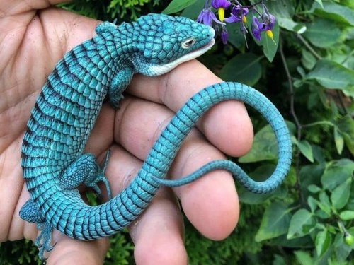 chocolateharmonyperson: chocolateharmonyperson: sixpenceee: The endangered Mexican Alligator Lizard.